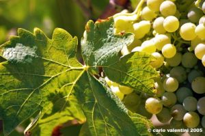 jesi_vigna_verdicchio22