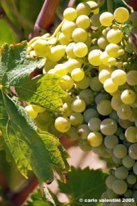 jesi_vigna_verdicchio23