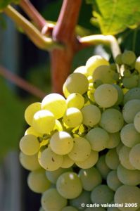 jesi_vigna_verdicchio24