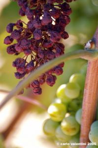 jesi_vigna_verdicchio28