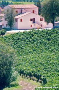 jesi_vigna_verdicchio29
