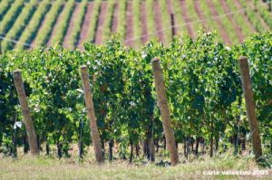 jesi_vigna_verdicchio31