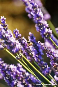 lavanda_ape1