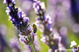 lavanda_ape2