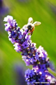 lavanda_ape3