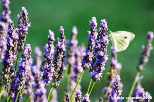 lavanda_farfalla01