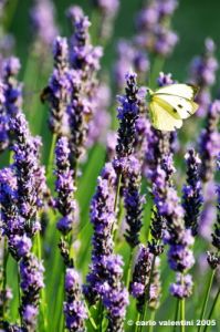 lavanda_farfalla04