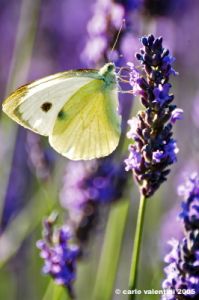lavanda_farfalla12