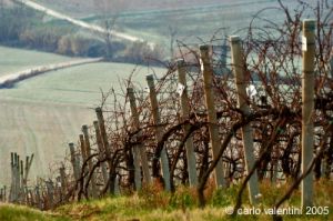 loreto_campagna3