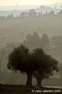 loreto_campagna4