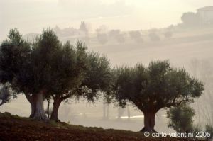 loreto_campagna5