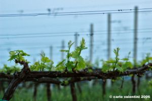 loreto_vite
