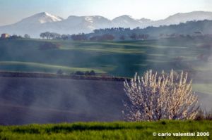 loro_piceno16