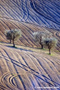 loro_piceno22