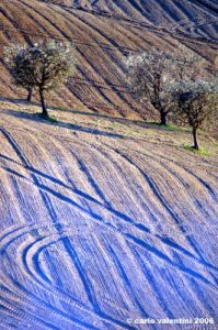 loro_piceno23