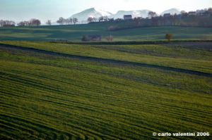 loro_piceno25