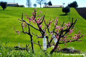 macerata_campagna07