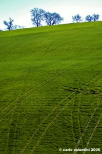 massa_fermana_campagna2