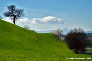 massa_fermana_campagna3