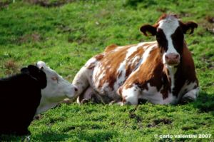 matelica_campagna002