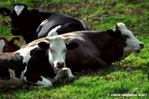 matelica_campagna003