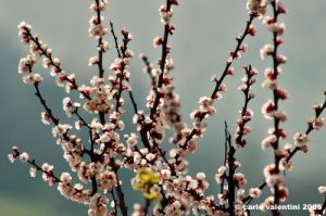 monsampietro_morico02