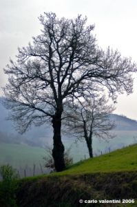 montefeltro11