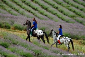 parco_conero104