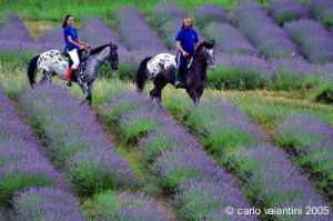 parco_conero132