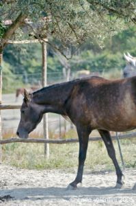 parco_conero_azalee26