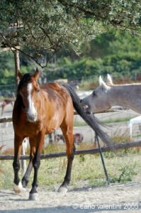 parco_conero_azalee28