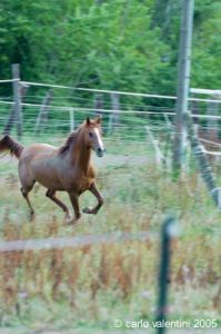 parco_conero_azalee35