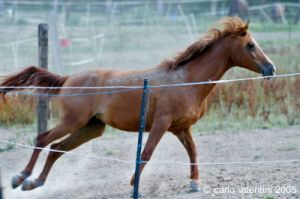 parco_conero_azalee38