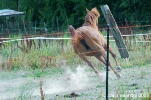 parco_conero_azalee39