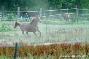 parco_conero_azalee40
