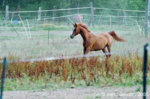 parco_conero_azalee42