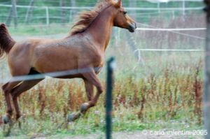 parco_conero_azalee44