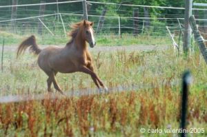 parco_conero_azalee46