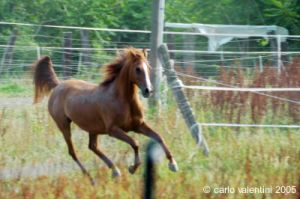 parco_conero_azalee47