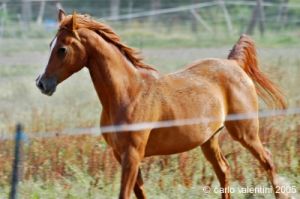 parco_conero_azalee49