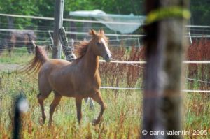 parco_conero_azalee52