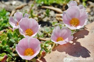 parco_conero_fortino058