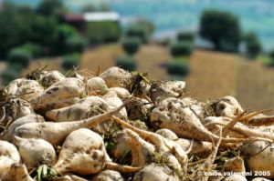 recanati04_050825