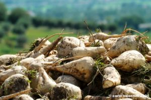 recanati05_050825