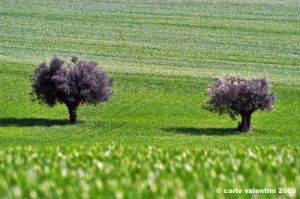 recanati_campagna01