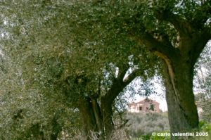 recanati_campagna01_050422