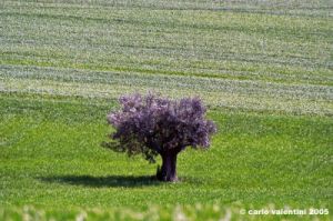 recanati_campagna02
