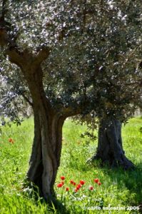 recanati_campagna04_060404