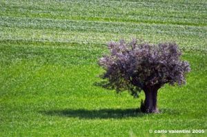 recanati_campagna04