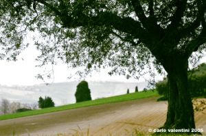recanati_campagna10